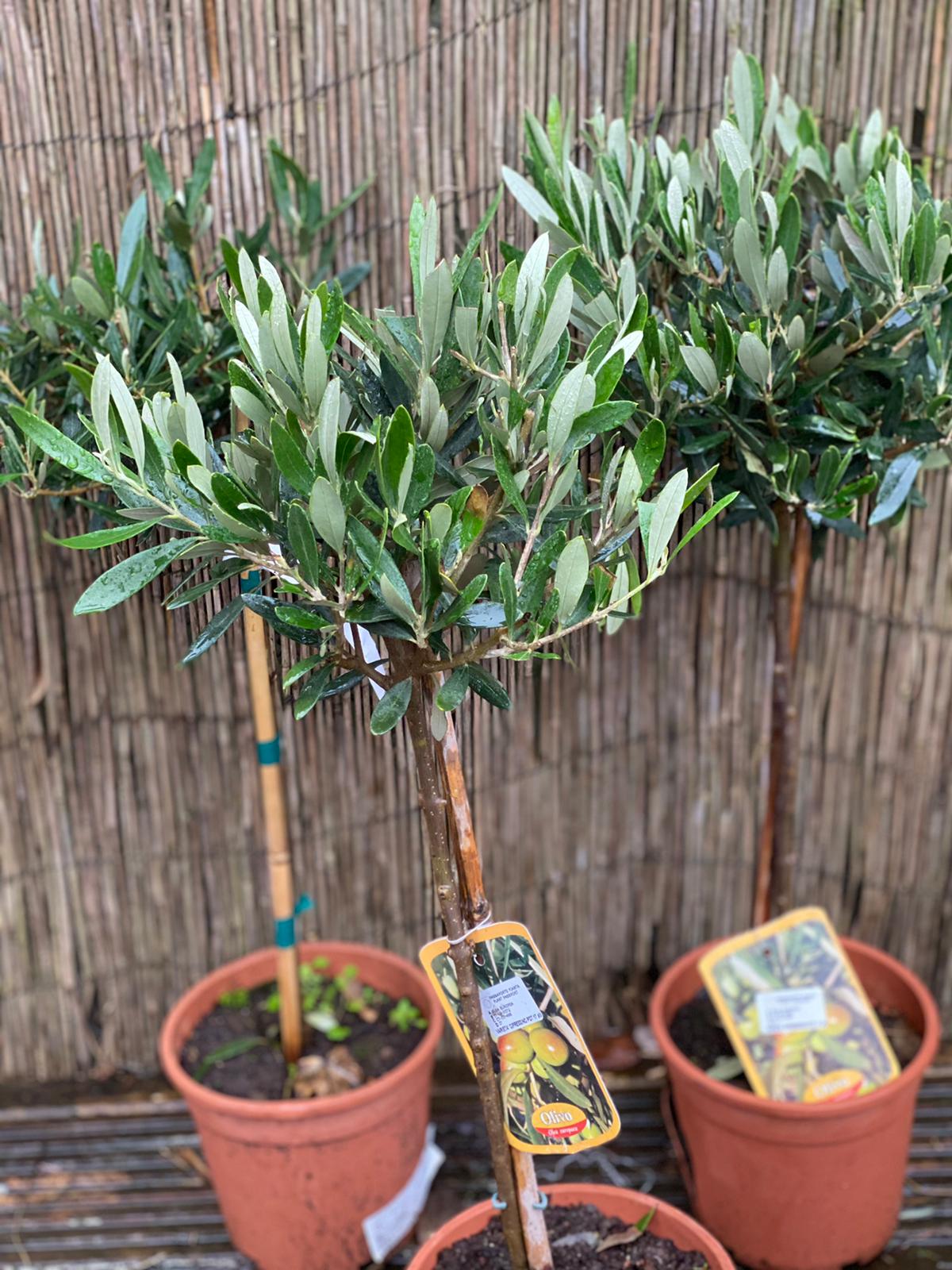 Small Olive Tree Battersea Flower Station
