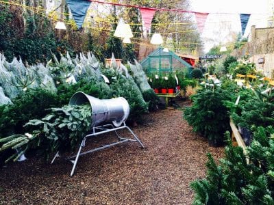 Buy Christmas Tree Online From Battersea Flower Station