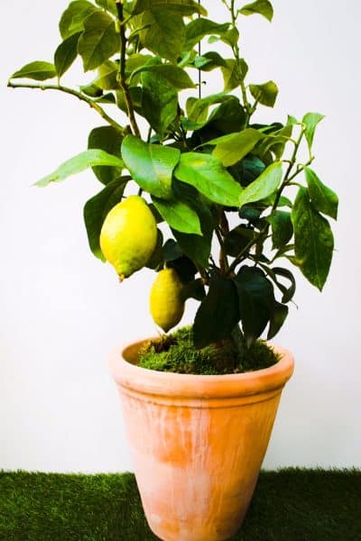 Lemon Tree potted in Terracotta Pot