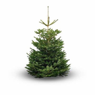 Buy Christmas Tree Online - Non-Drop Nordmann