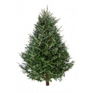 Spruce Christmas Tree London