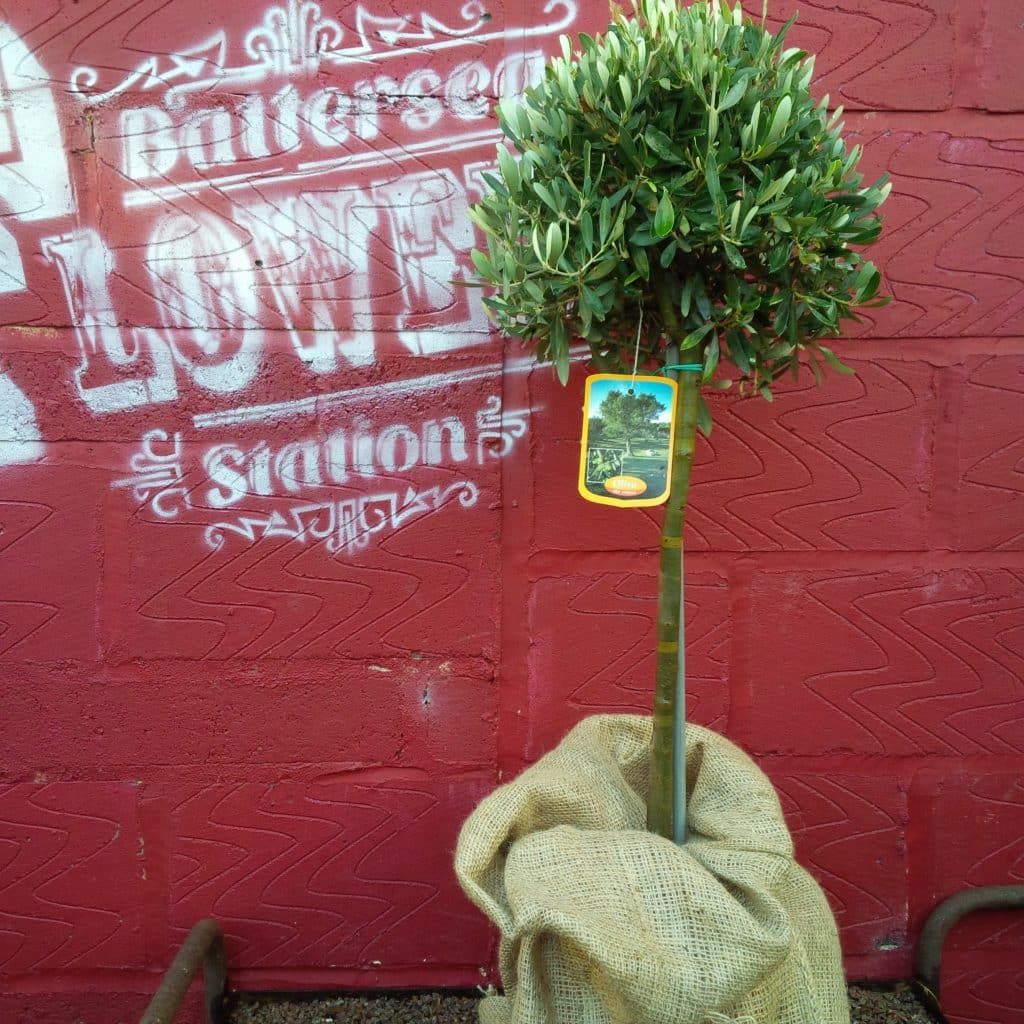 Buy Olive Trees Online With Delivery Across SW London Or Visit our London Garden Centre