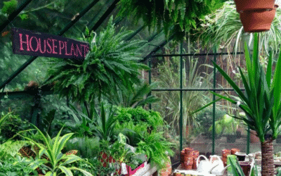 Best Plant Shops in London – Ideal Flatmate