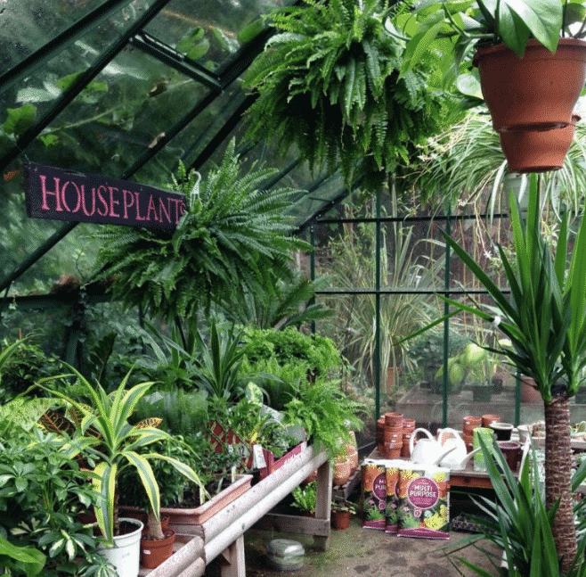 Best Plant Shops in London – Ideal Flatmate