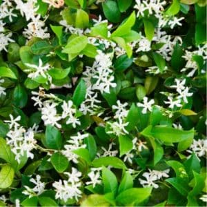 evergreen jasmine