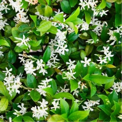 Evergreen jasmine on sale
