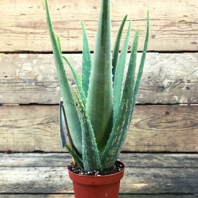 Aloe Vera Battersea Flower Station