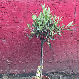 Little Olive Tree