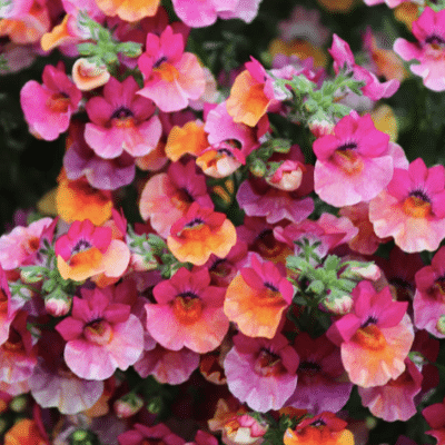 nemesia coral