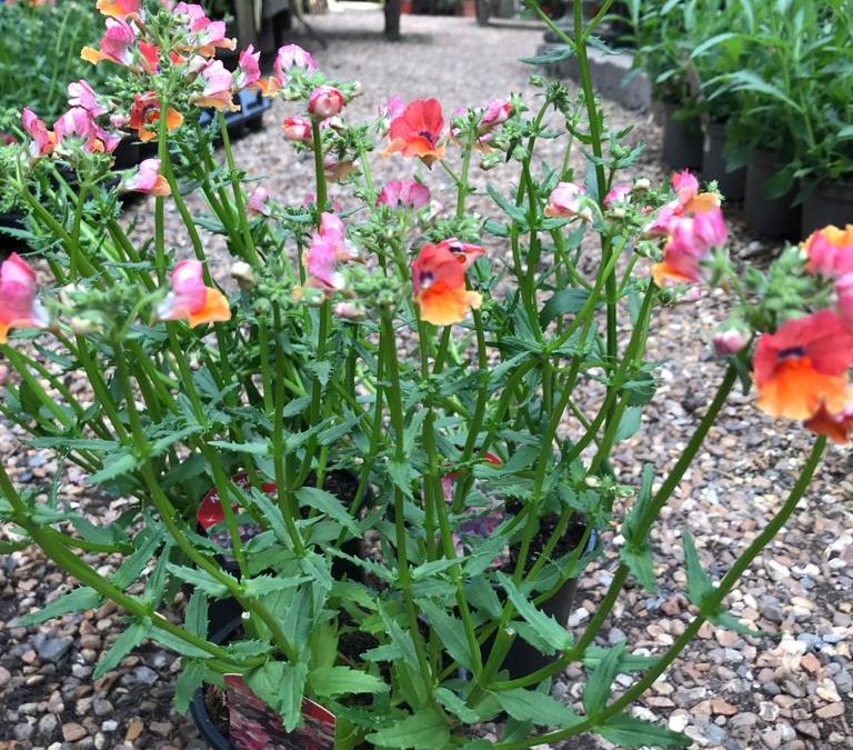 nemesia orange pink pot