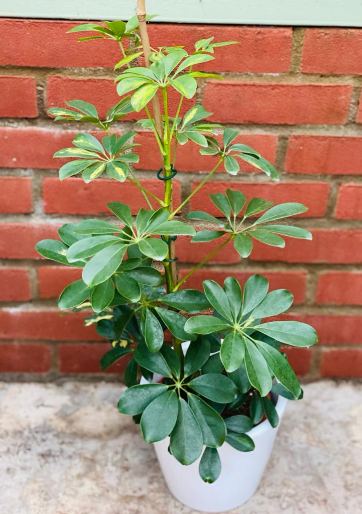 Umbrella Plant Battersea Flower Station