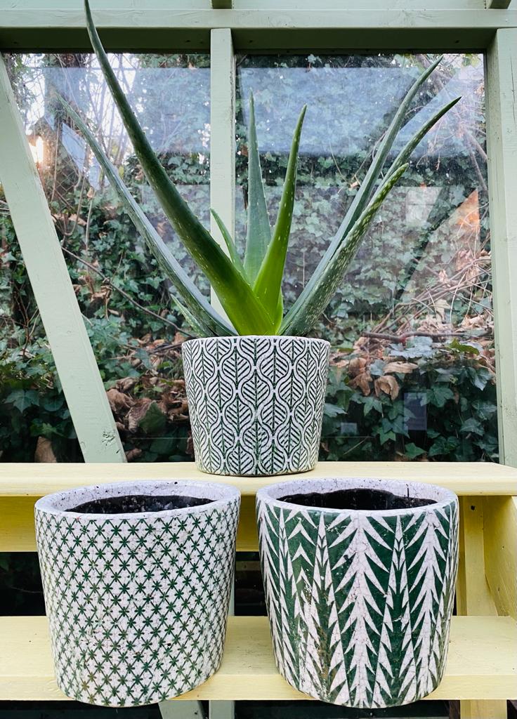 Large Aloe Vera in Green Aztec Pot Battersea Flower Station