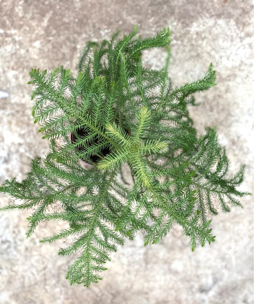 Norfolk Island Pine Battersea Flower Station
