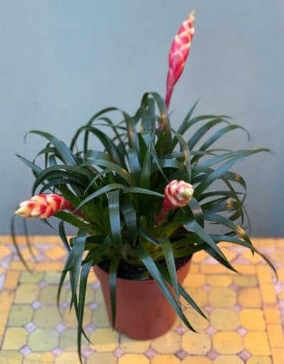 Bromeliad in Frilly Pot