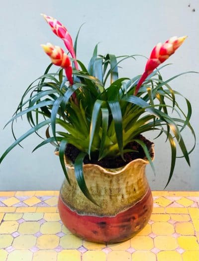 Bromeliad in Frilly Pot