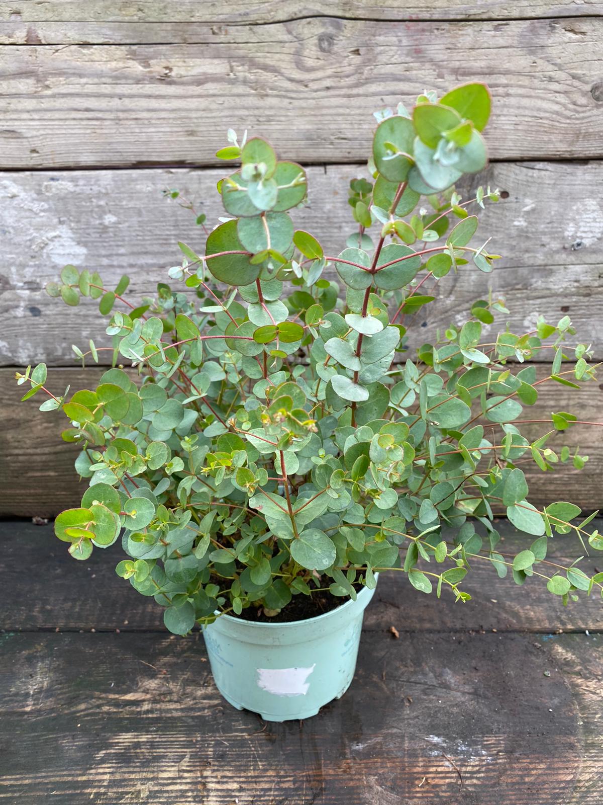 Eucalyptus 'Cider Gum' Battersea Flower Station