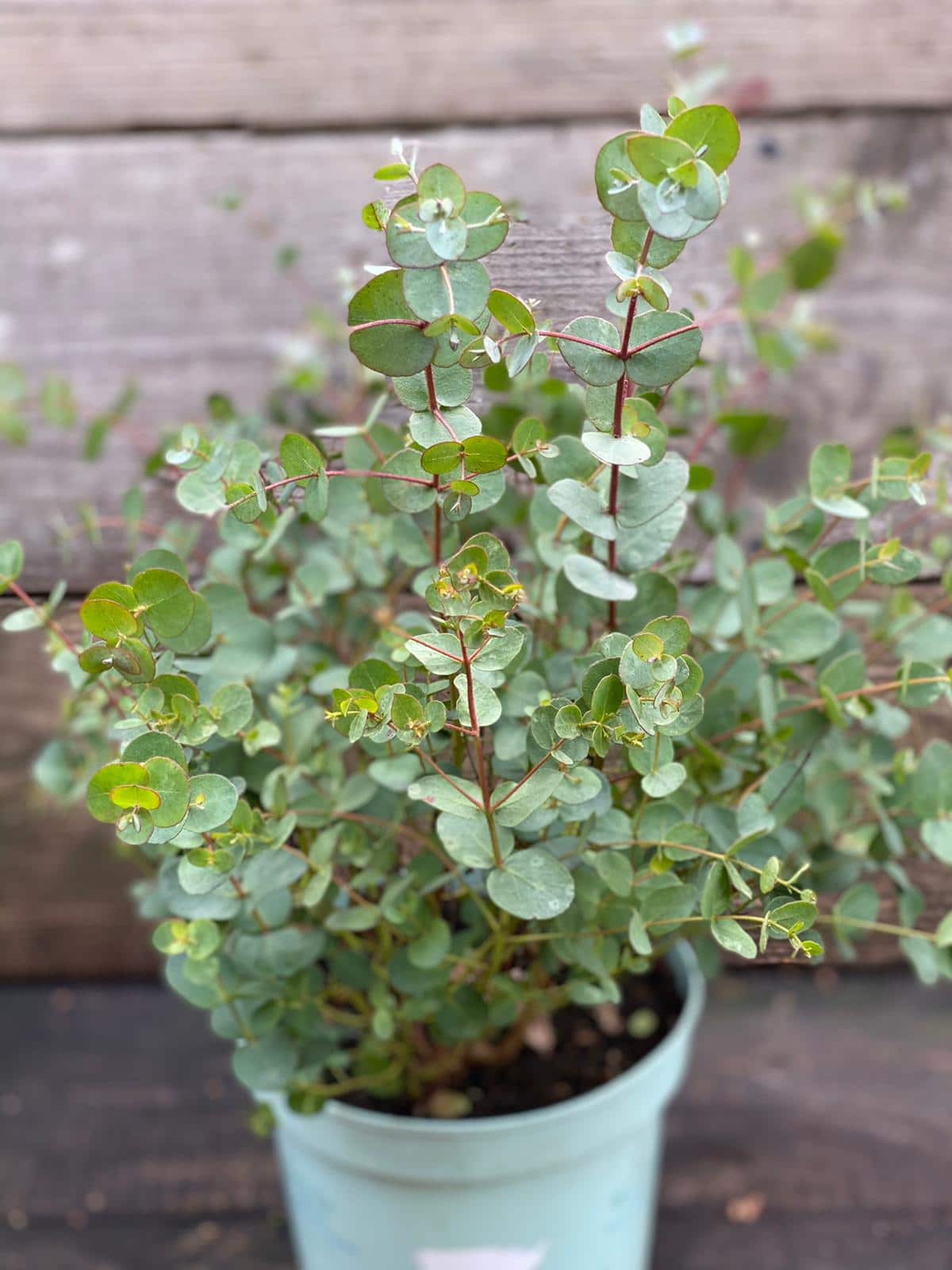 Eucalyptus 'Cider Gum' Battersea Flower Station