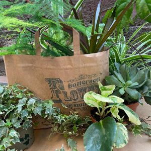 houseplant bundle 2021 2