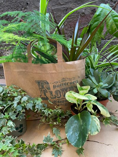 houseplant bundle 2021 2