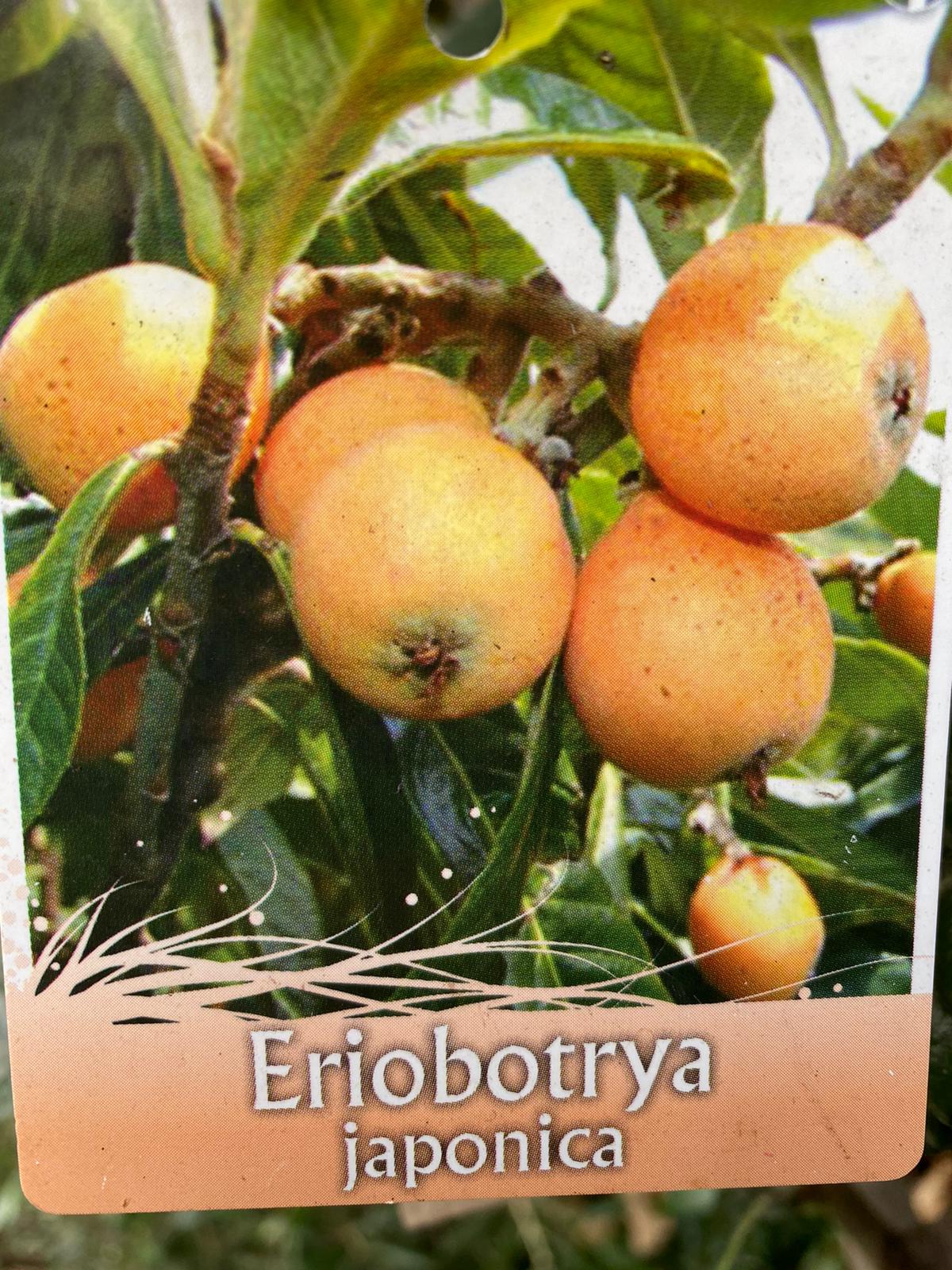 Loquat Tree Battersea Flower Station