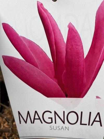 magnolia susan