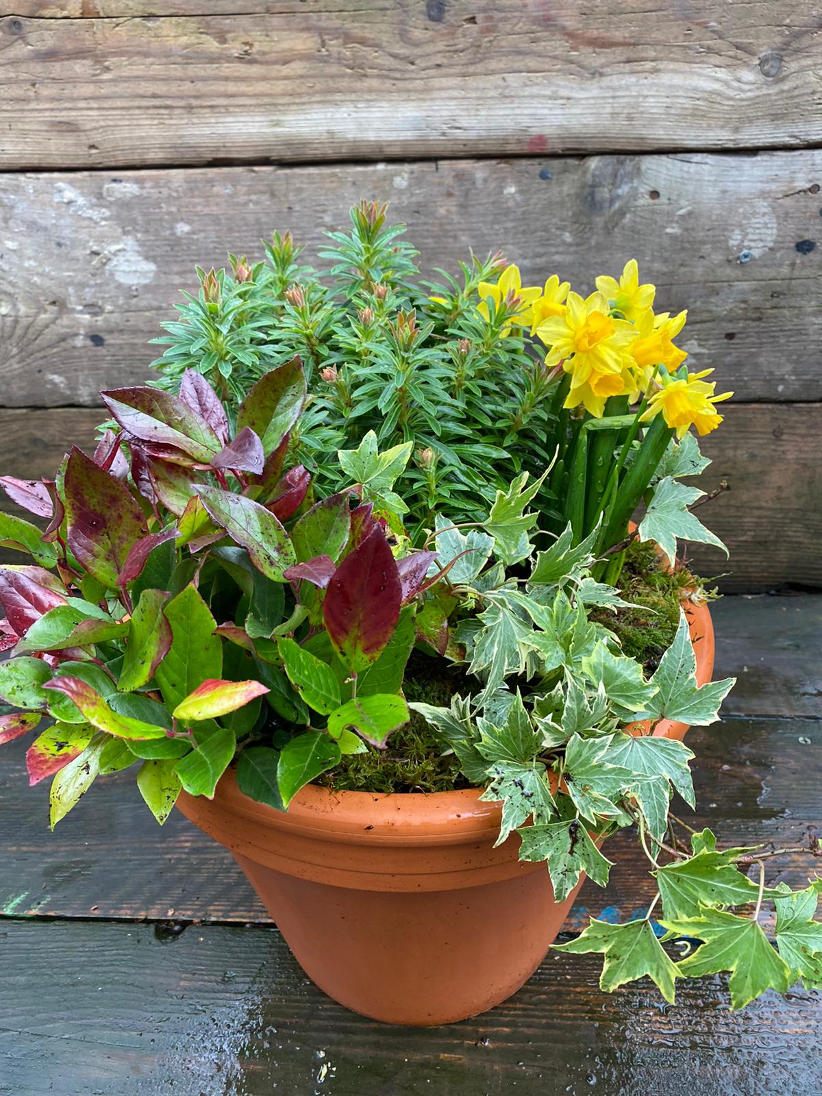 Seasonal Outdoor Pot Battersea Flower Station